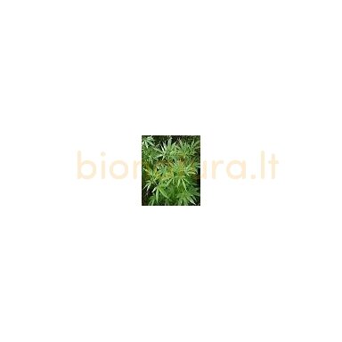 Kanapių aliejus, šalto spaudimo, 30 ml Kanapių aliejus, šalto spaudimo, 30 ml