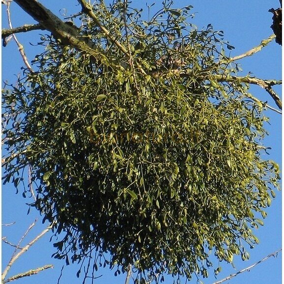 Amalas paprastasis, žolelių arbata 100 gr. Amalas paprastasis, žolelių arbata 100 gr.