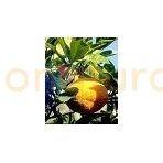 Apelsinų  Eterinis Aliejus, 10ml