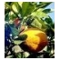 Apelsinų ekologiškas Eterinis Aliejus, 10ml