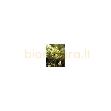 Arbatmedžio eterinis aliejus, 10ml