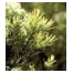 Arbatmedžio eterinis aliejus, 10ml Arbatmedžio eterinis aliejus, 10ml