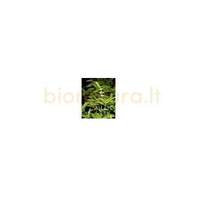 Bazilikų eterinis aliejus, 5ml