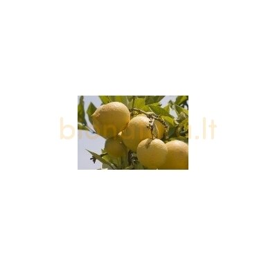 Citrinų eterinis aliejus, 10ml Citrinų eterinis aliejus, 10ml