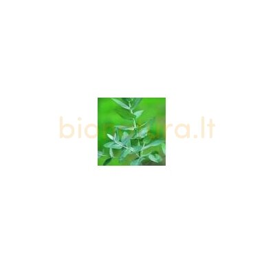 Eukaliptų eterinis aliejus, 10ml Eukaliptų eterinis aliejus, 10ml