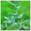 Eukaliptų eterinis aliejus, 10ml Eukaliptų eterinis aliejus, 10ml