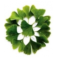Ginkmedžio lapai džiovinti 50 gr.