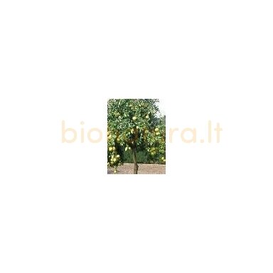 Greifruktų eterinis aliejus, 10ml Greifruktų eterinis aliejus, 10ml