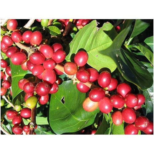 Kava Nicaragua shg Talia AAA Scr, 250 gr. Kava Nicaragua shg Talia AAA Scr, 250 gr.