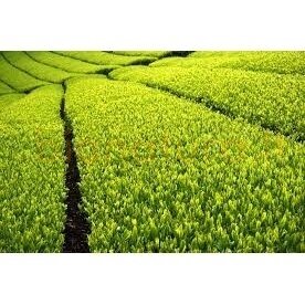Matcha ( Chiyomukashi ) 40g. 1