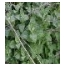 Mėtų eterinis aliejus, 10ml Mėtų eterinis aliejus, 10ml
