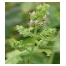 Pačiulių eterinis aliejus, 5ml Pačiulių eterinis aliejus, 5ml