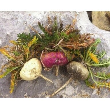 Peruvinės pipirnės (maca) milteliai, (175 g), Raw Sup Peruvinės pipirnės (maca) milteliai, (175 g), Raw Sup