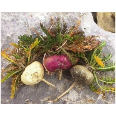 Peruvinės pipirnės (maca) milteliai, (175 g), Raw Sup 1 Peruvinės pipirnės (maca) milteliai, (175 g), Raw Sup 1