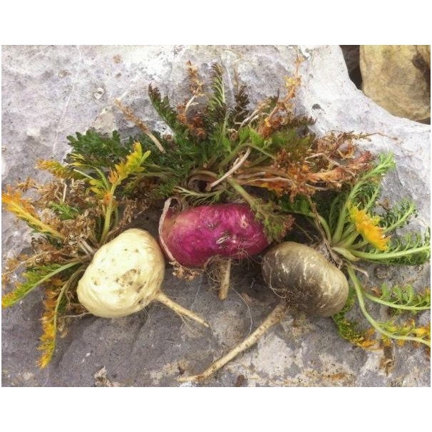 Peruvinės pipirnės (maca) milteliai,  (175 g), Raw Sup 1