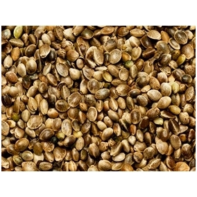 Pluoštinių Kanapių sėklos nelukštentos. 1 kg. Pluoštinių Kanapių sėklos nelukštentos. 1 kg.