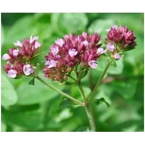 Raudonėlių eterinis aliejus, 5 ml