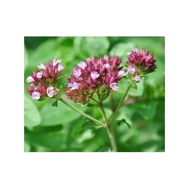 Raudonėlių eterinis aliejus, 5 ml Raudonėlių eterinis aliejus, 5 ml