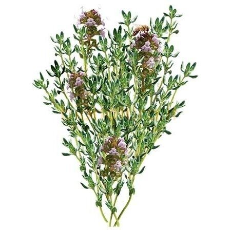 Raudonojo čiobrelio eterinis aliejus, 10 ml