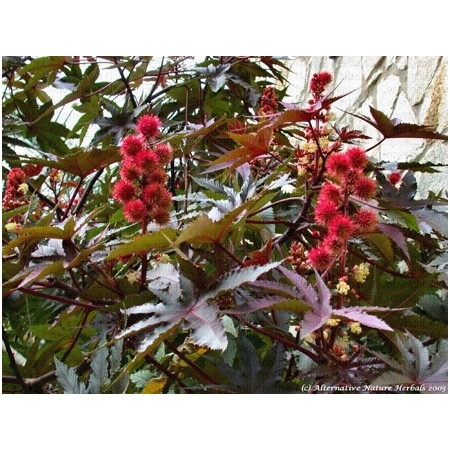 Ricinos aliejus šalto spaudimo nerafinuotas, 100 ml. 1