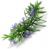 Rozmarinas maltas