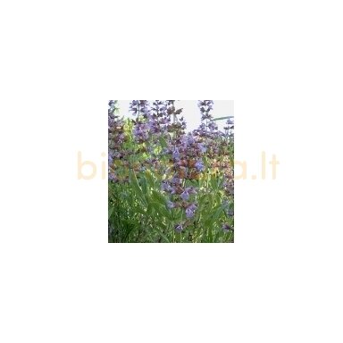 Šalavijų  eterinis aliejus, 10ml