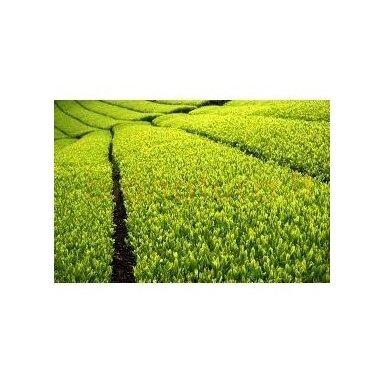 Shibafune Japan, 50g. Shibafune Japan, 50g.