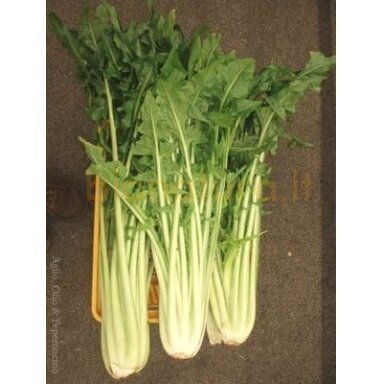 Skrudinta cikorija, 250 gr. Skrudinta cikorija, 250 gr.