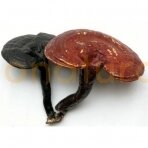 Tikrinių blizgučių (reishi grybų) milteliai, (125 g) Tikrinių blizgučių (reishi grybų) milteliai, (125 g)